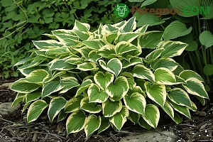 Выращивание черешкового сельдерея в открытом грунте