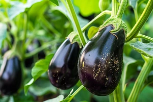 Выращивание виолы в открытом грунте